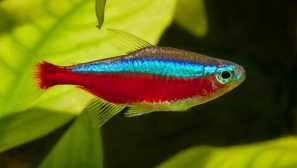 Neon červená, kardinálová tetra (paracheirodon axelrodi)
